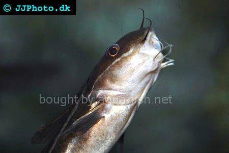 Striped Eel Catfish picture no. 3