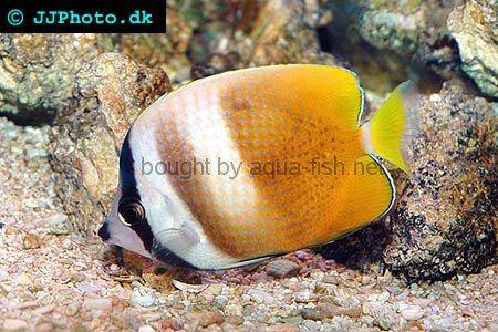 Sunburst Butterflyfish picture