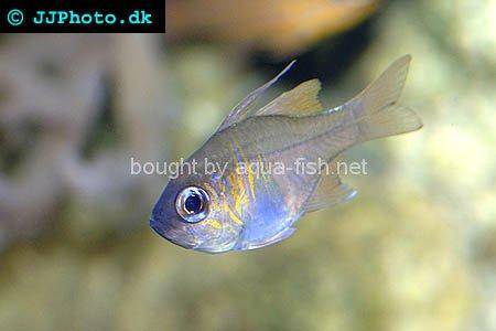 Threadfin Cardinalfish, picture 3