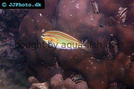 Three-Lined Rainbowfish picture 1