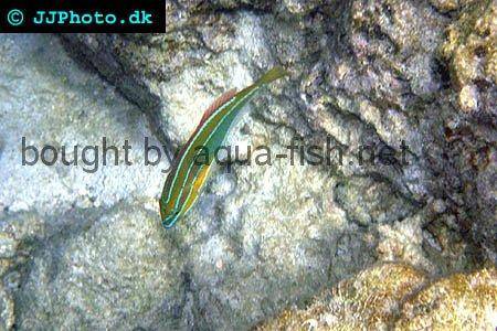 Three-Lined Rainbowfish picture 2
