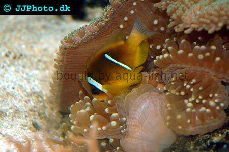 Twoband Anemonefish pictures