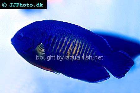 Twospined Angelfish picture no. 4