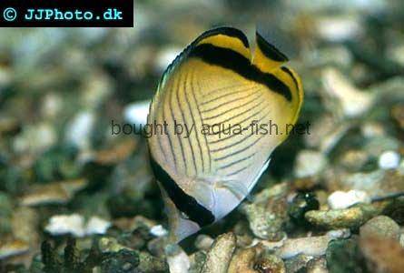 Vagabond Butterflyfish picture