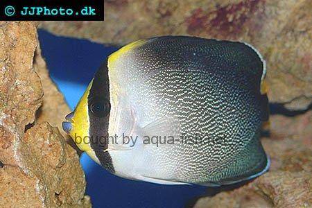 Vermiculated Angelfish, picture no. 1