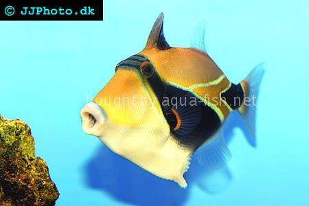 Wedge-Tail Triggerfish picture 1