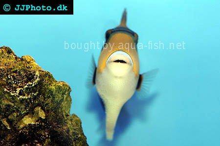 Wedge-Tail Triggerfish picture 2