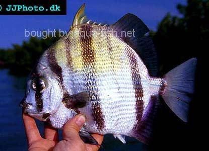 West African Spadefish picture