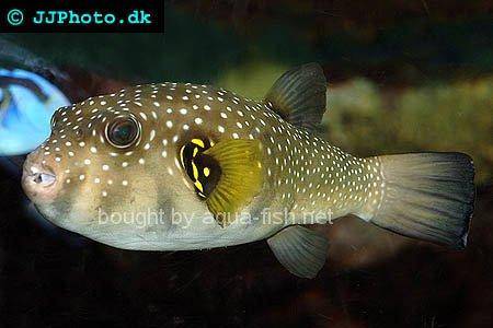 White-Spotted Puffer, picture no. 1
