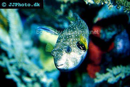 White-Spotted Puffer, picture no. 2