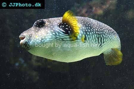White-Spotted Puffer, picture no. 3
