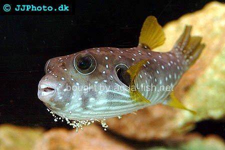 White-Spotted Puffer, picture no. 4