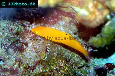 Whitebelly Wrasse picture no. 2
