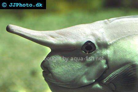 Whitemargin Unicornfish picture no. 3