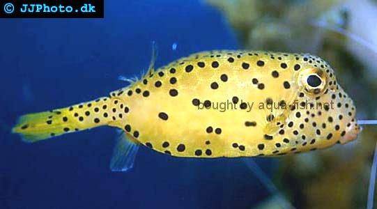 Yellow Boxfish picture