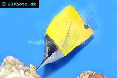 Yellow Longnose Butterfly picture no. 1