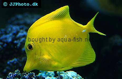 Yellow Tang picture 1