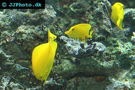 Yellow Tang picture 5