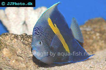 Yellowbar Angelfish picture