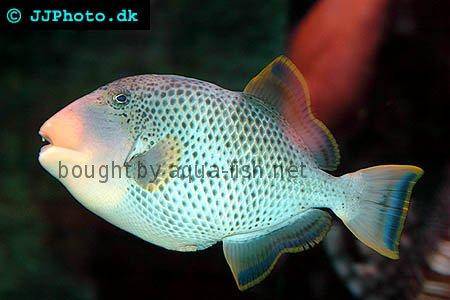 Yellowmargin Triggerfish picture