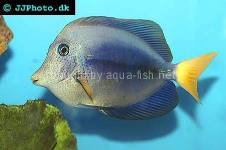 Yellowtail Tang picture no. 3