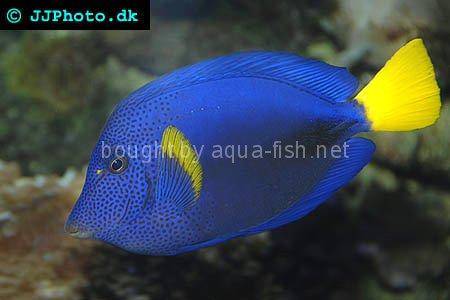 Yellowtail Tang picture no. 5
