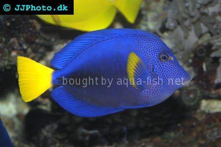 Yellowtail Tang picture no. 6