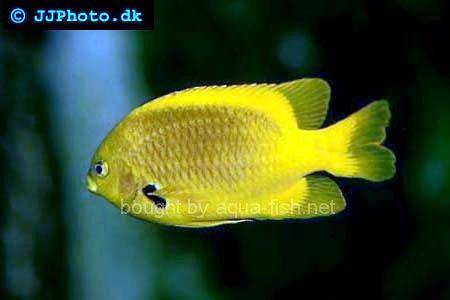 Yellow Angelfish picture