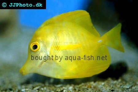 Yellow Tang picture 2