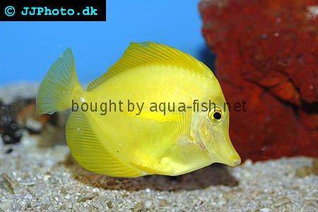 Yellow Tang picture 3
