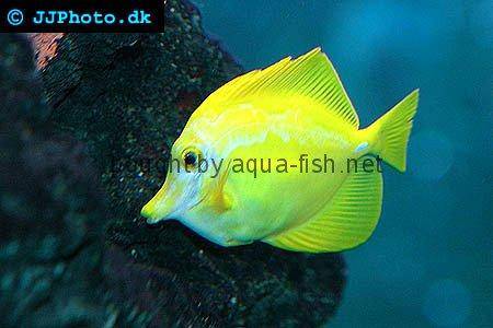 Yellow Tang picture 4