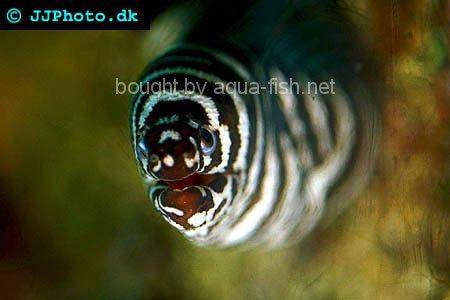 Zebra Moray Eel picture no. 1