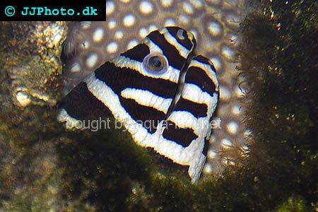 Zebra Moray Eel picture no. 2