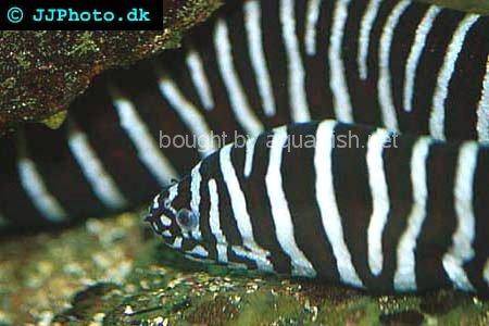 Zebra Moray Eel picture no. 3