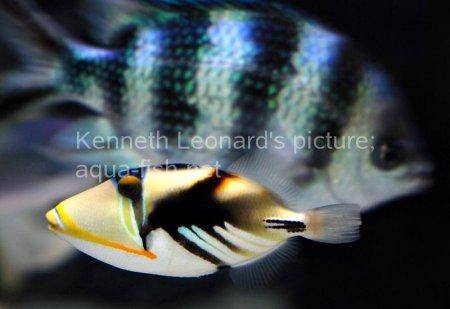 Blackbar Triggerfish, picture no. 19