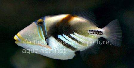Blackbar Triggerfish, picture no. 13