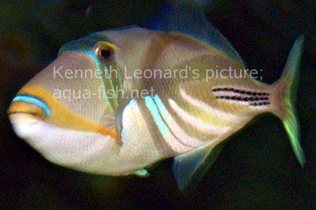 Blackbar Triggerfish, picture no. 14