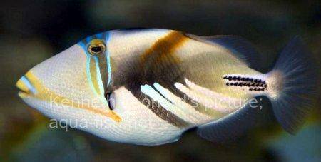 Blackbar Triggerfish, picture no. 15