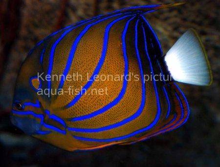 Bluering Angelfish, picture 3