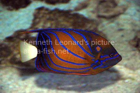 Bluering Angelfish, picture 4