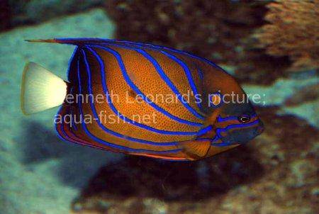 Bluering Angelfish, picture 6