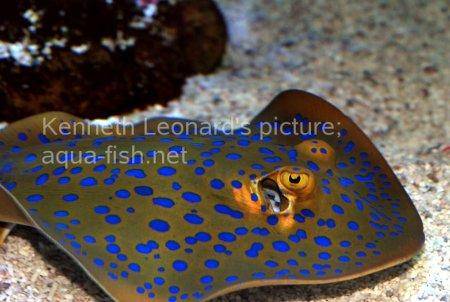 Bluespotted Ribbontail Ray, picture no. 4