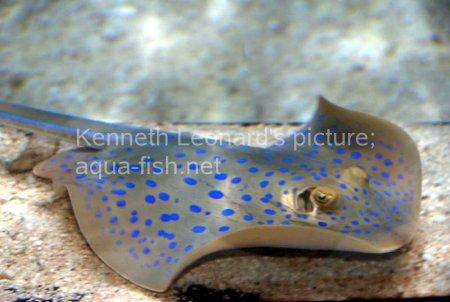 Bluespotted Ribbontail Ray, picture no. 6