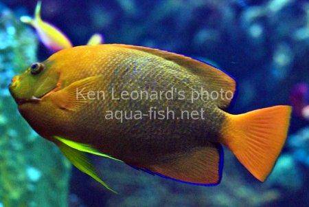 Clarion Angelfish, picture 2