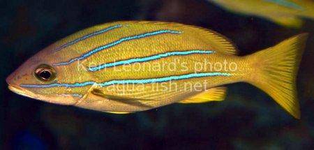 Common Bluestripe Snapper, picture number 7
