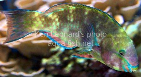 Common Parrotfish picture 8
