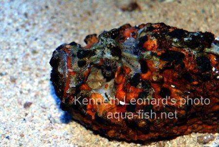 Estuarine Stonefish, picture number 3