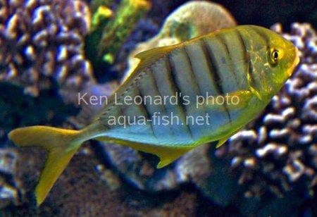 Gold Trevally, picture 5