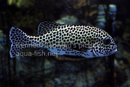 Harlequin Sweetlips, picture no. 8