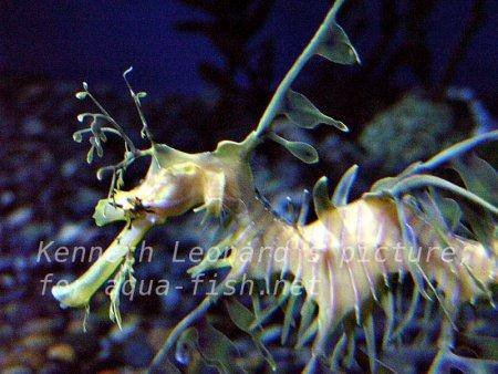 Leafy Sea Dragon, picture no. 12